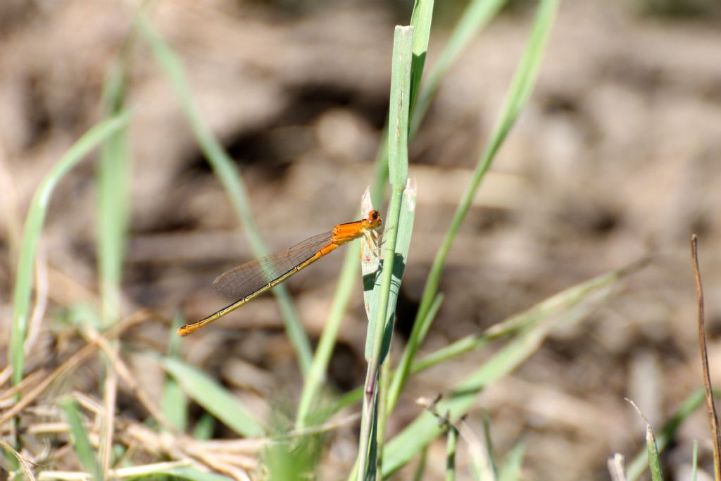 Ischnura pumilio,  femmina immatura